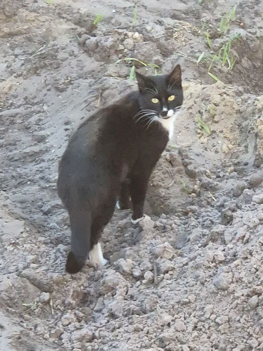 Uroda normalna ale SERCE WIELKIE