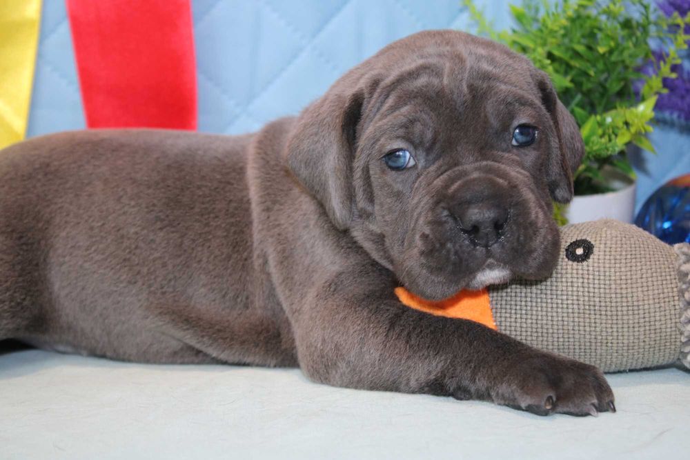 Кане корсо- просто Італійська мрія