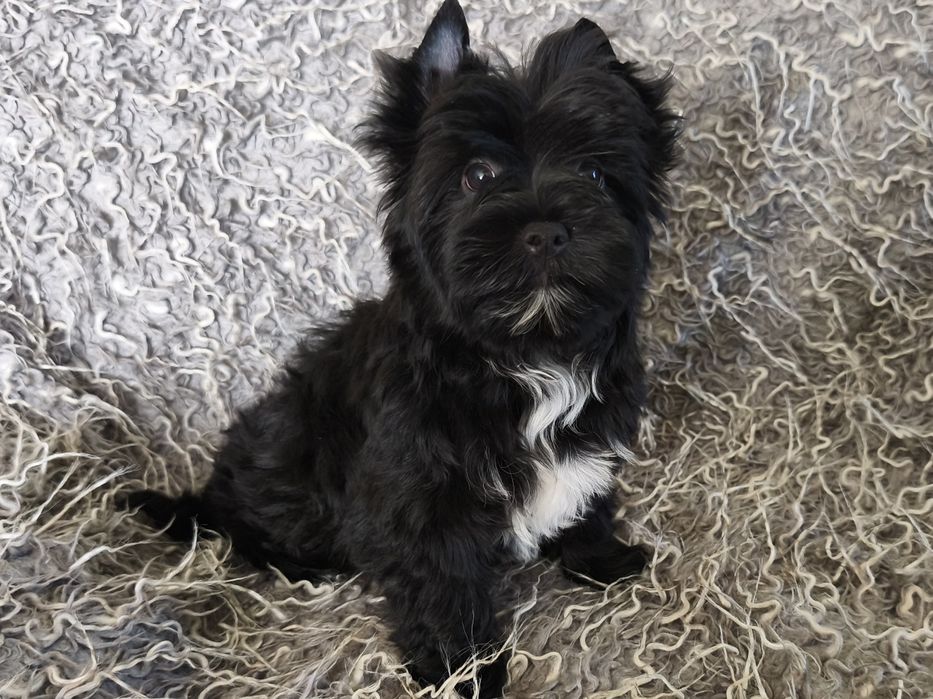 Black Yorkshire Terrier - śliczna suczka