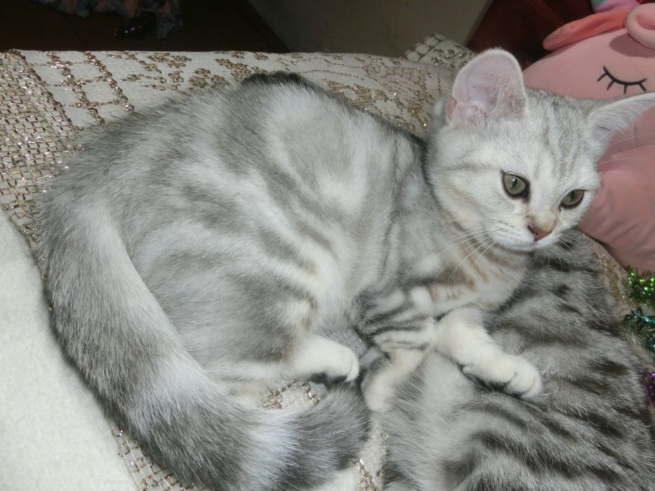 Чистокровні шотландські котята