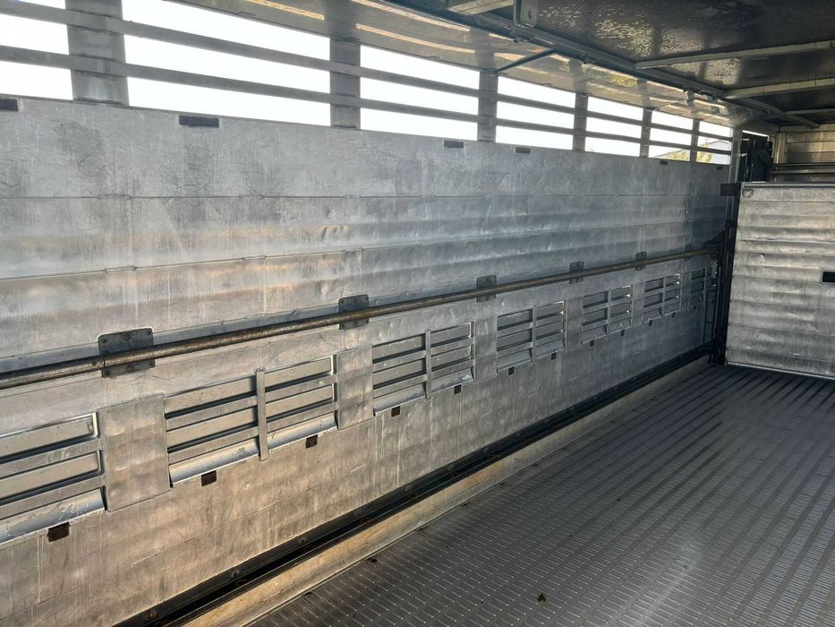 Scania do przewozu bydła