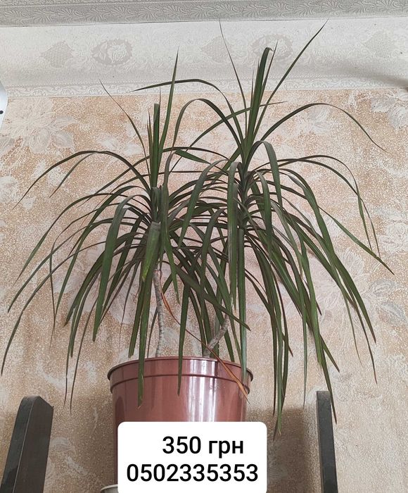 Кімнатні квіти. Від 70 грг