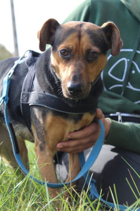 Donna poleca się do adopcji!