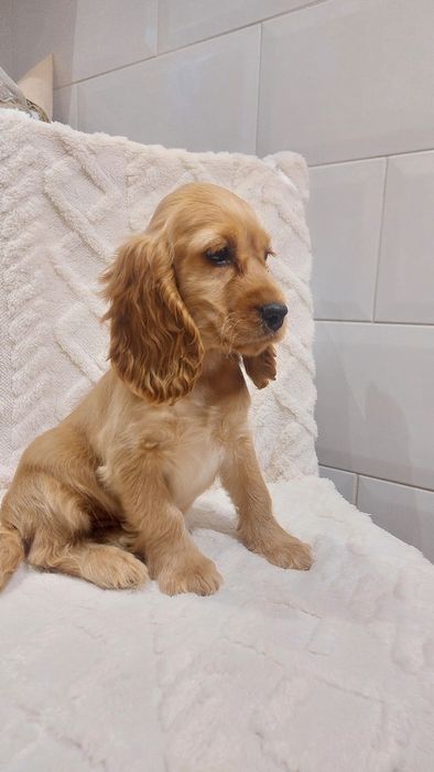 Cocker Spaniel Angielski suczka nowe zdjecia