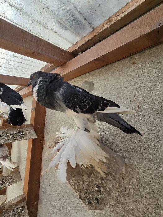 Garłacz Pomorski samiec 25