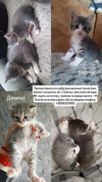 Віддам у добрі руки маленьких пухнастиків