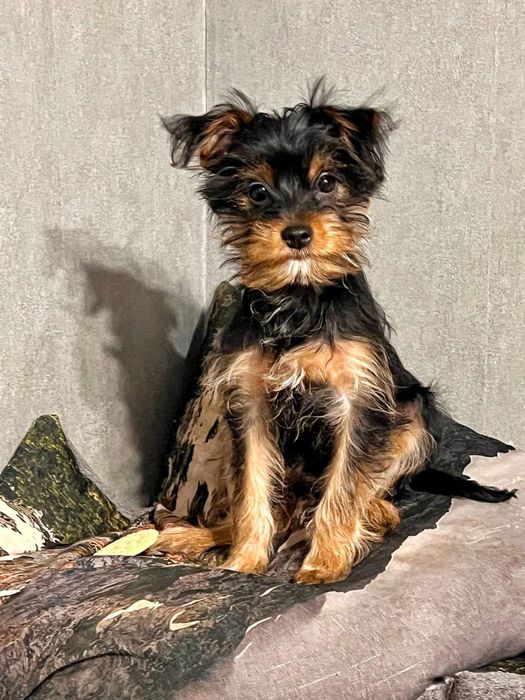 Йоркширські Терʼєри - хлопчики!