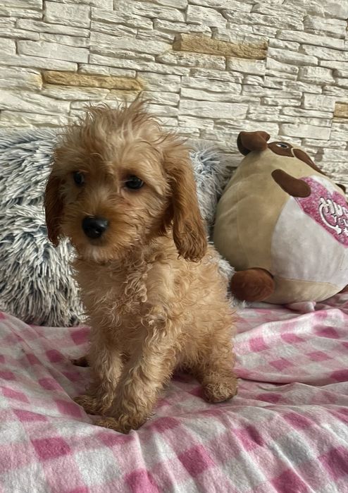 Pudel cavalier samiec cavapoo