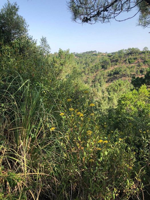 Vendo dois Terrenos Rústicos com 7.500 m2 ZAMBUJAL / MAFRA