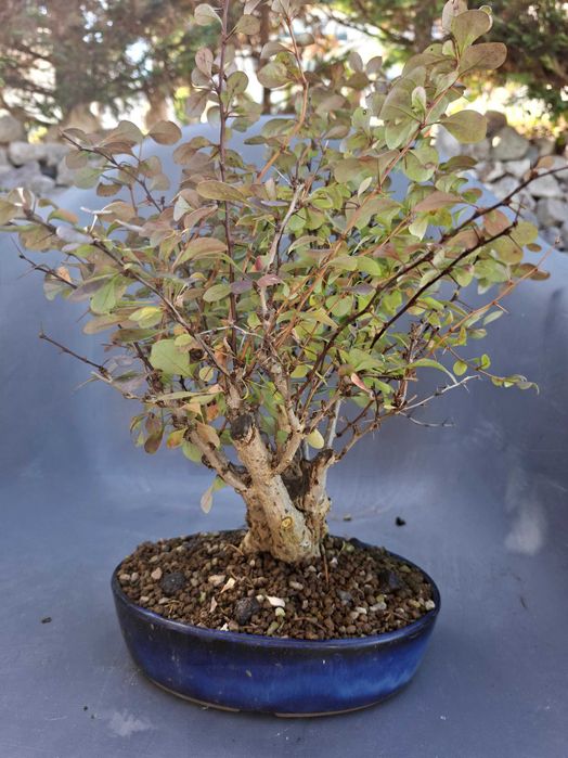 Bonsai Berberis Thunbergii