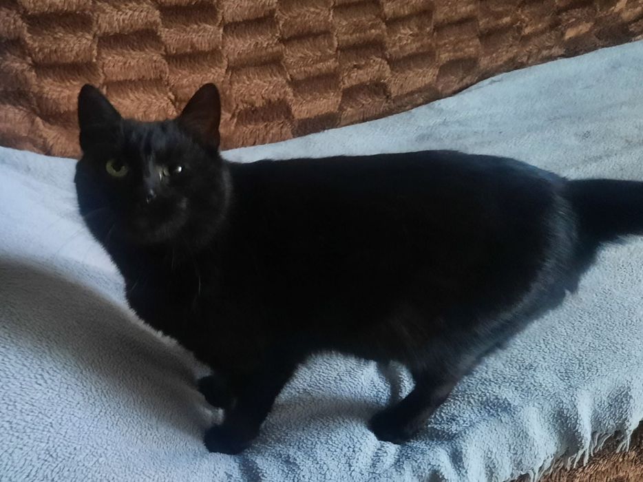 Киця безкоштовно в добрі руки