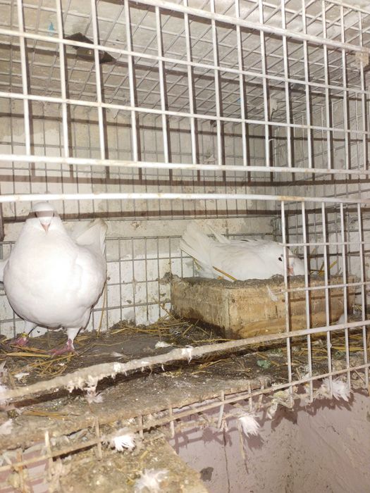 Gołębie kingi sprzedaż