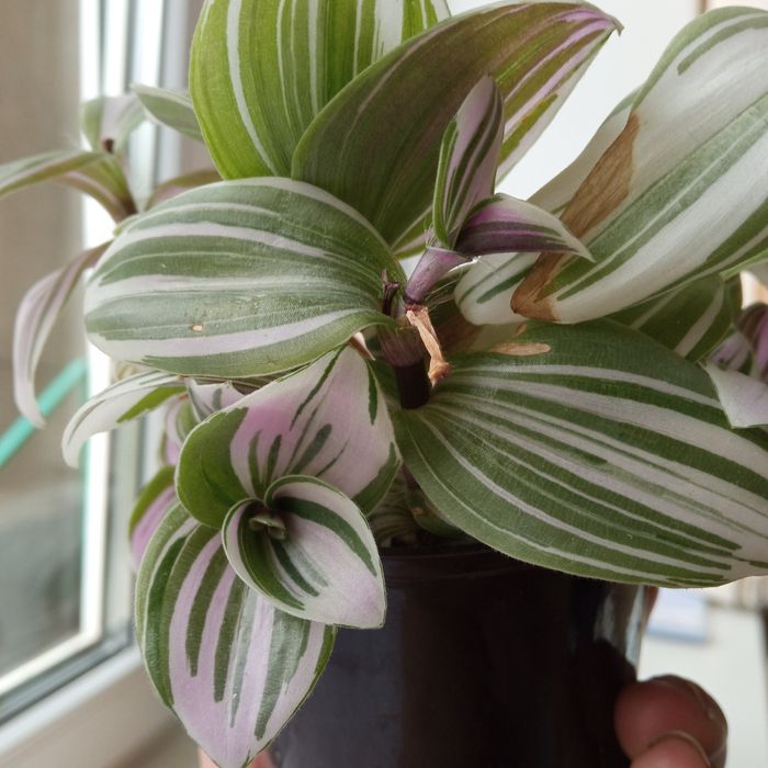 Традесканція(кімнатна рослина)