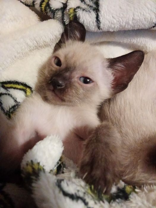 Gatinhos bebês para adoção