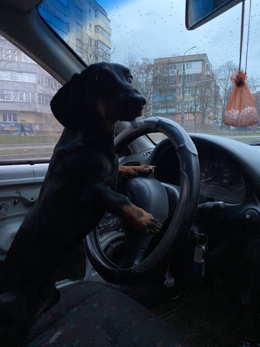 Мальчик ищет девочку(такса)