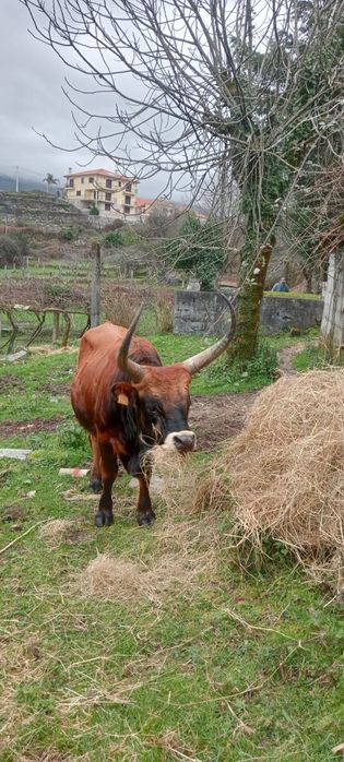 Bói de raça cachena