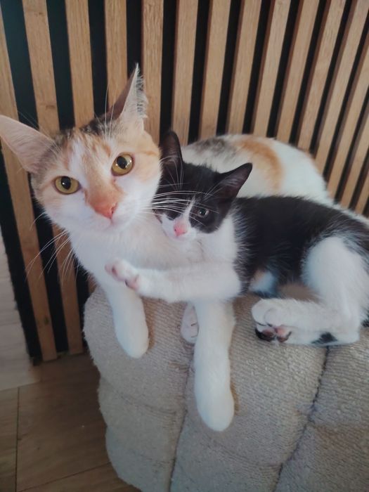 Kotki gotowe do adopcji