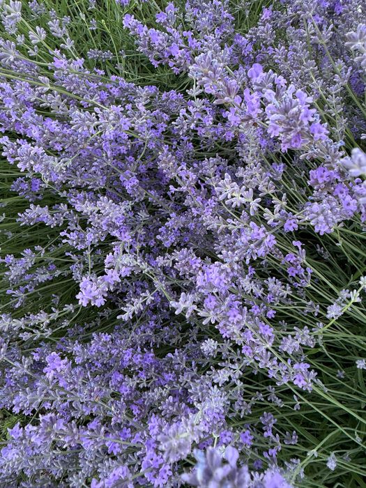 Свіжий зріз лаванди