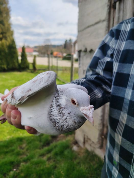 Gołębie pocztowe sprzedam