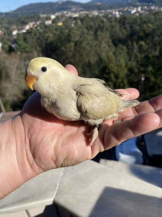 Agapornis domesticado