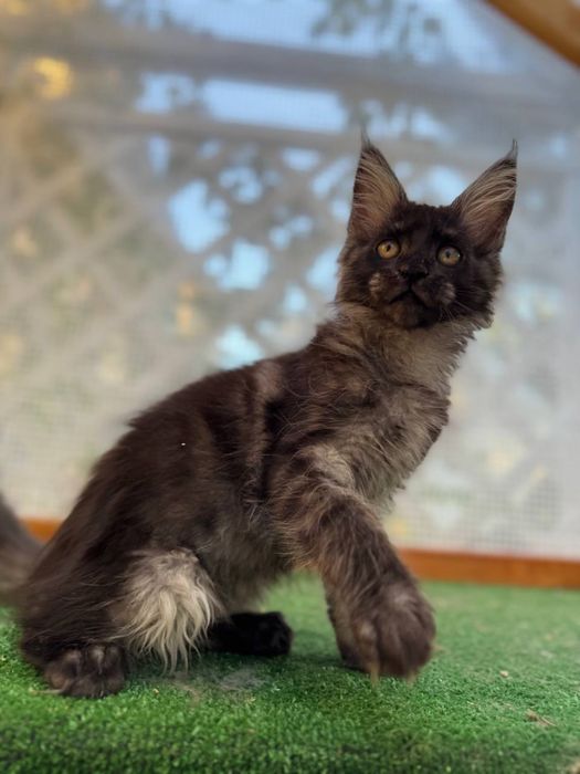 Sprzedam kociaka rasy Maine Coon