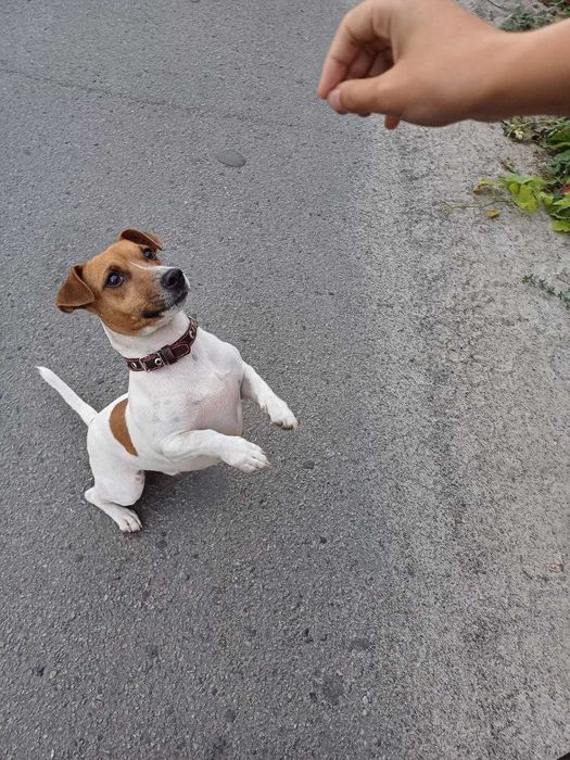 В’язка Джек Рассел Терьер