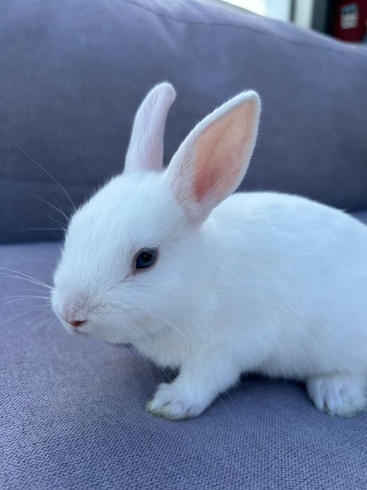 Coelhos anões mini teddy