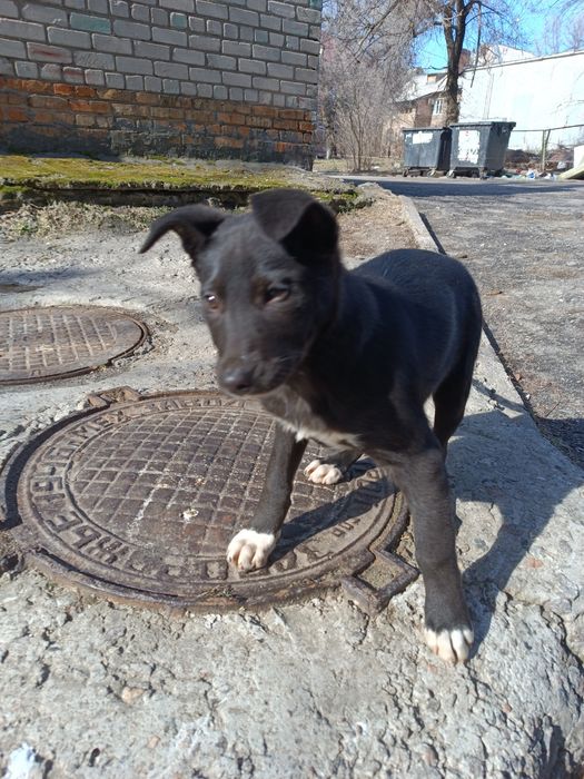 Гарнюще цуценятко (дівчинка)