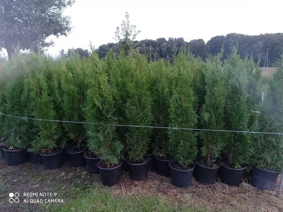 Tuja szmaragd, tuje 70-80cm PROMOCJA