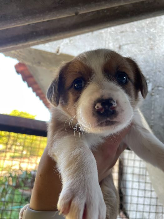 Dão se cães de porte médio