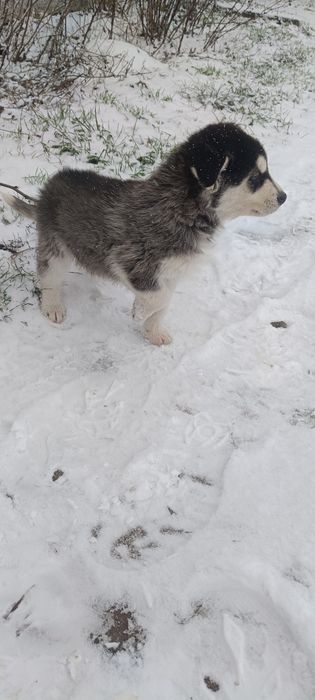 Syberian husky zwykle oczka