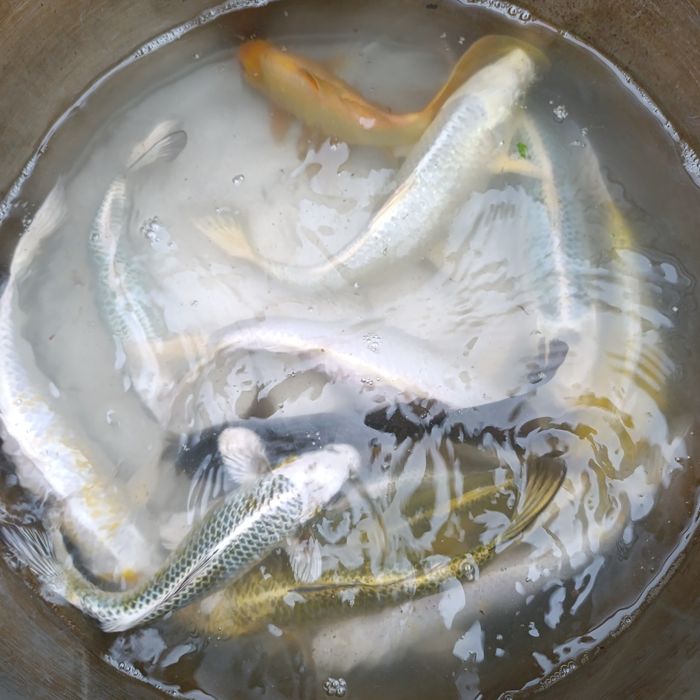 Рыбки Кои, комета (декоративный карась)