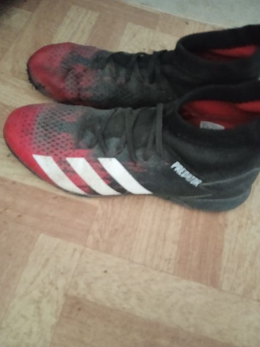 Сороконіжки предатор