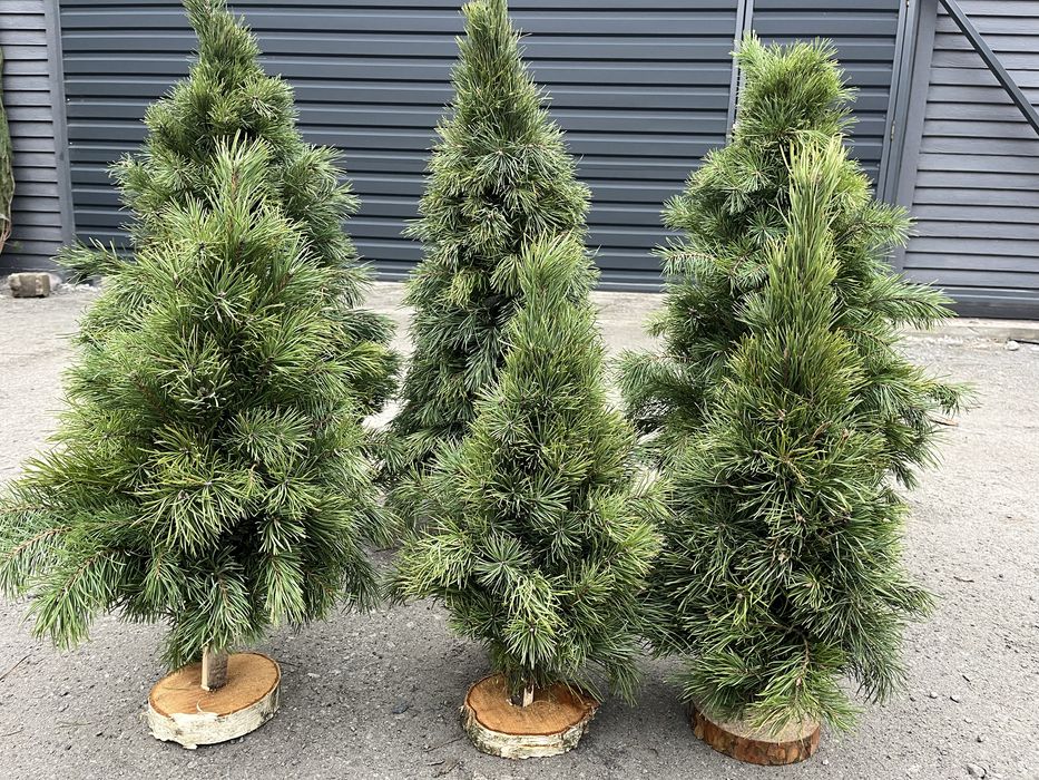 Ялинка , живая елка, пишная елка , сосна , ялинка кримка ёлка