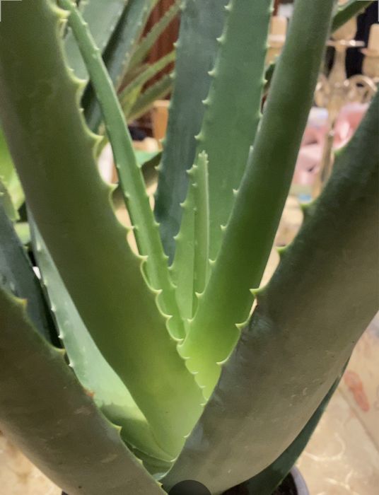 Алоє вера лікувальний, домашній