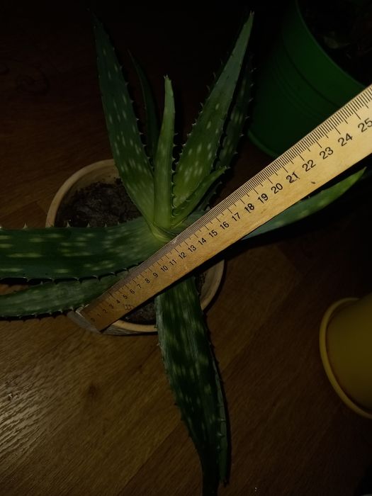 Алоє багаторічне Алоє-Вера