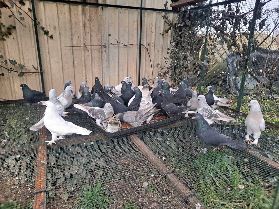 Takla Turecka gołąbki  akrobatyczne