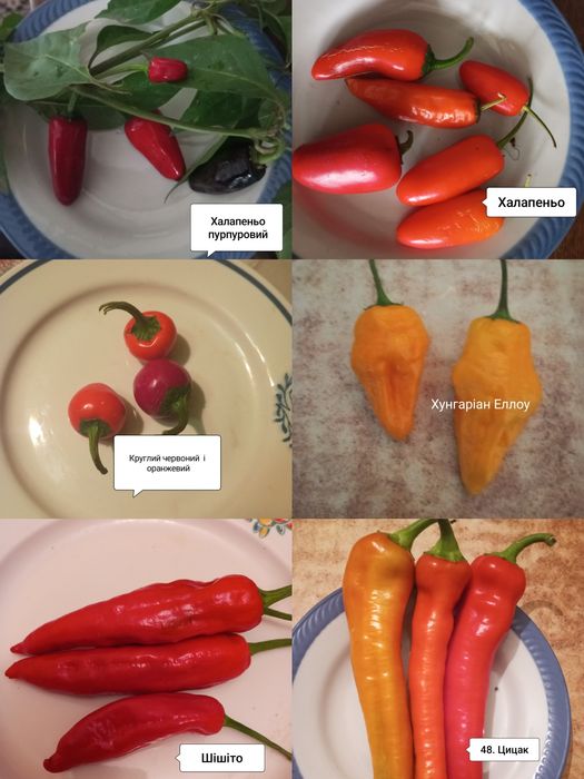 Насіння гострого перцю. Частина 2