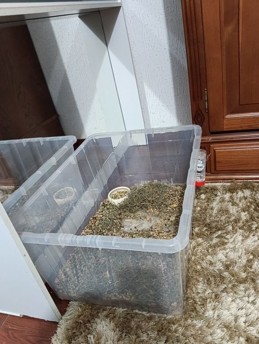 Vendo coelho anão