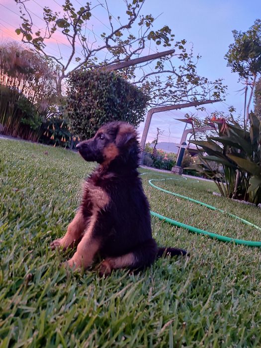 Cachorro de raça Pastor Alemão
