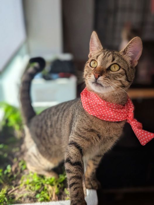 Перетримка тварин  Київ цілодобово зооотель передержка