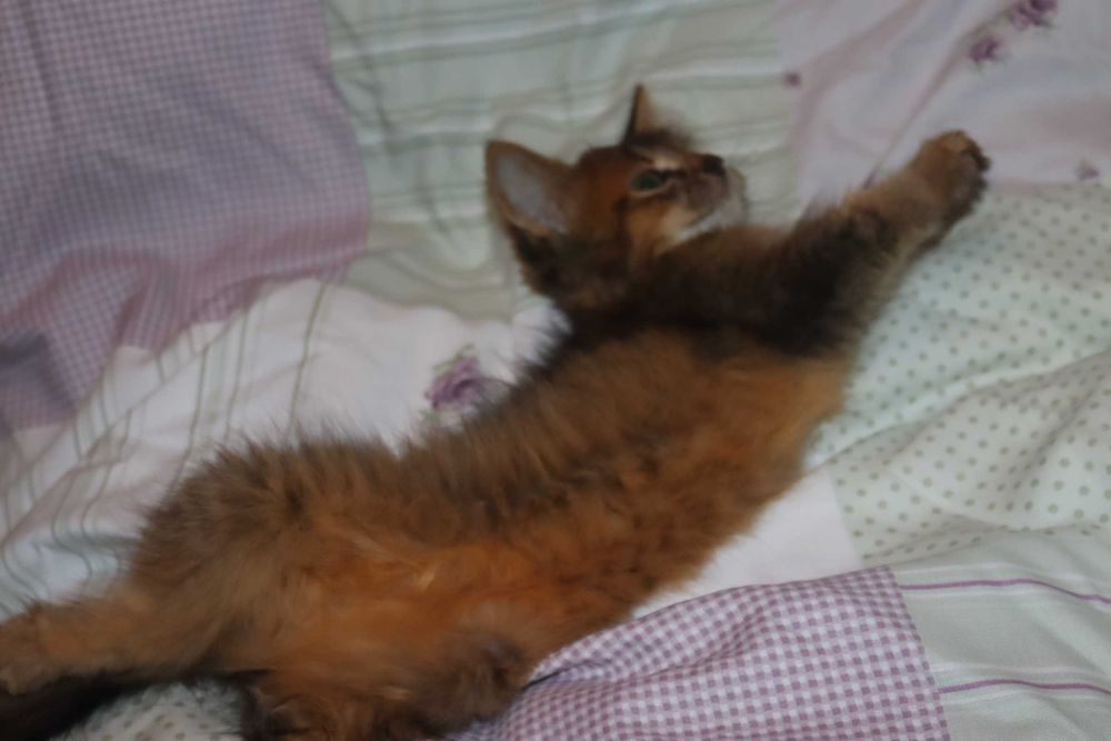 Сомалийский котик дикий окрас.