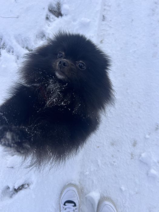 Вʼязка шпіц померанський