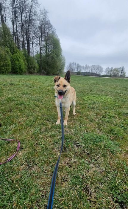 Przyjazna, do ludzi, psów  Frytka do adopcji