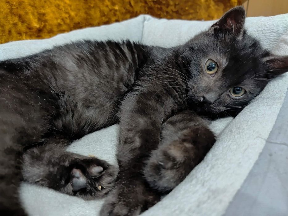 Uroczy Koralik szuka domu!