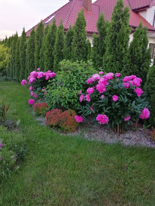 Piwonia chińska, różowa