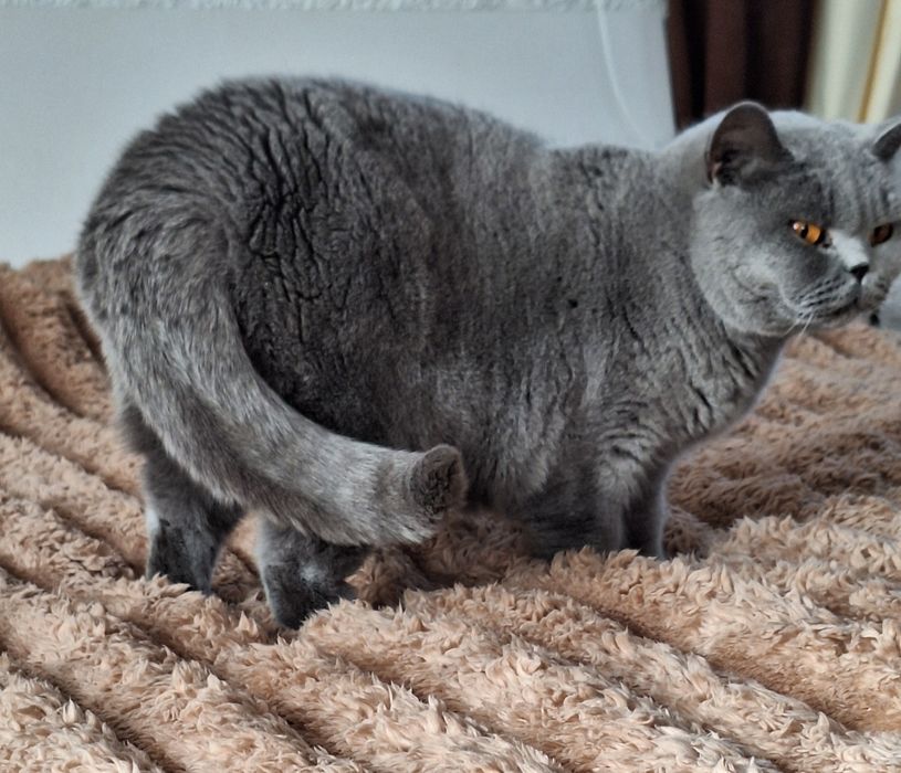 Британська блакитна дівчинка.