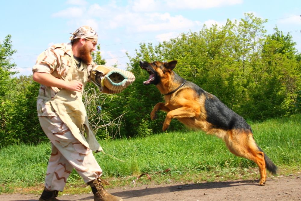 Послуги Кінолога