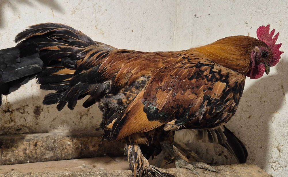 Бентамки півні півень для невеликих курочок кольорові яйця