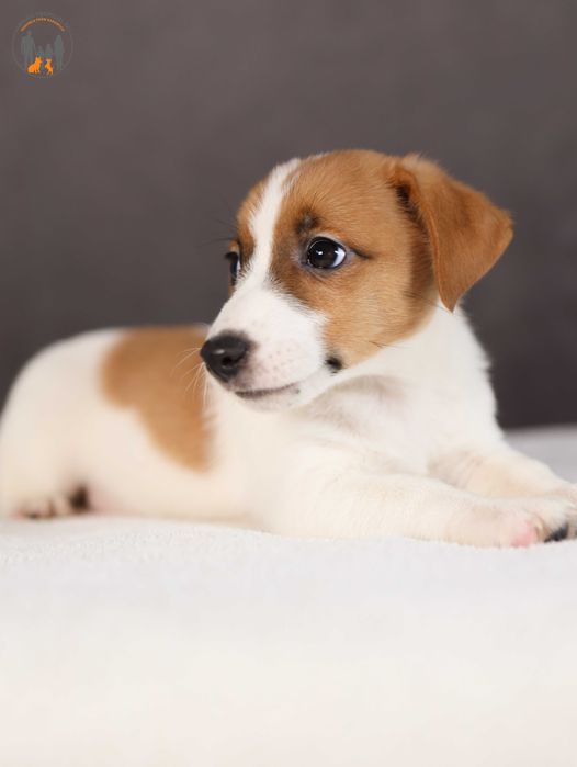 Jack Russell Terrier ZKwP FCI rodzice przebadani